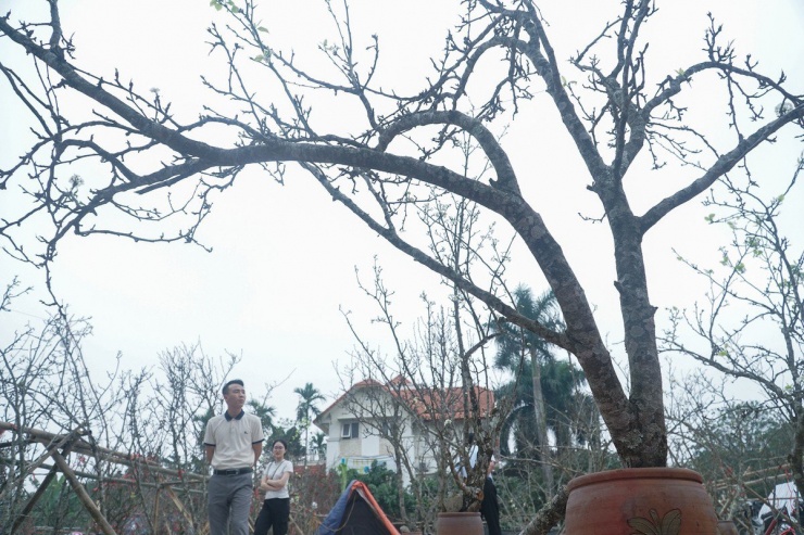 Sau Tết Nguyên đán người dân Hà Nội chuyển sang chơi hoa lê rừng-6