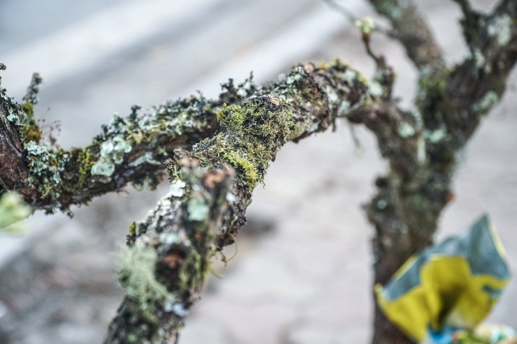 Sau Tết Nguyên đán người dân Hà Nội chuyển sang chơi hoa lê rừng-8