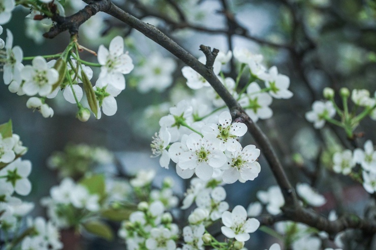 Sau Tết Nguyên đán người dân Hà Nội chuyển sang chơi hoa lê rừng-9