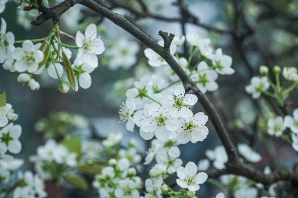 Dâu tây Mộc Châu bán ngập chợ với giá siêu rẻ”, chỉ từ 25 nghìn đồng/hộp-4