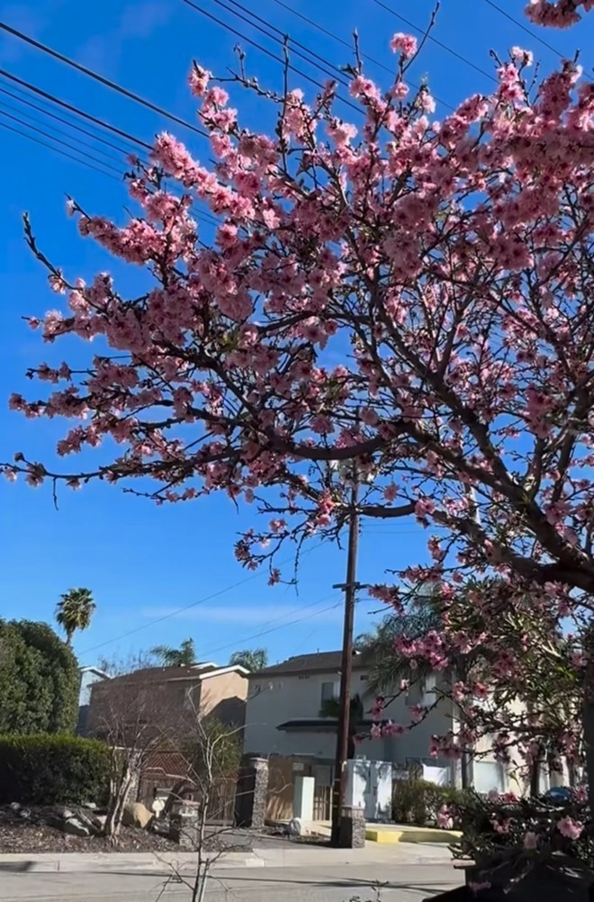 Bằng Kiều flex khu vườn rực rỡ tại biệt thự 2.000m2 của mình ở Mỹ-5