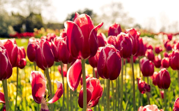 Xui xẻo lùi xa: 3 con giáp đầu tháng 3 công danh thăng tiến, bứt phá không ngừng-3