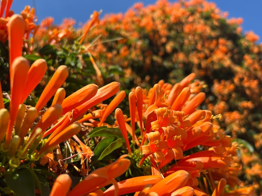 Đưa 2 gốc cây bị nhà giàu vứt bỏ về vườn nhà trồng, 15 năm sau được báo ân: Gia chủ tiết lộ cơ duyên lạ-10