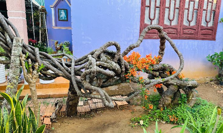 Đưa 2 gốc cây bị nhà giàu vứt bỏ về vườn nhà trồng, 15 năm sau được báo ân: Gia chủ tiết lộ cơ duyên lạ-8