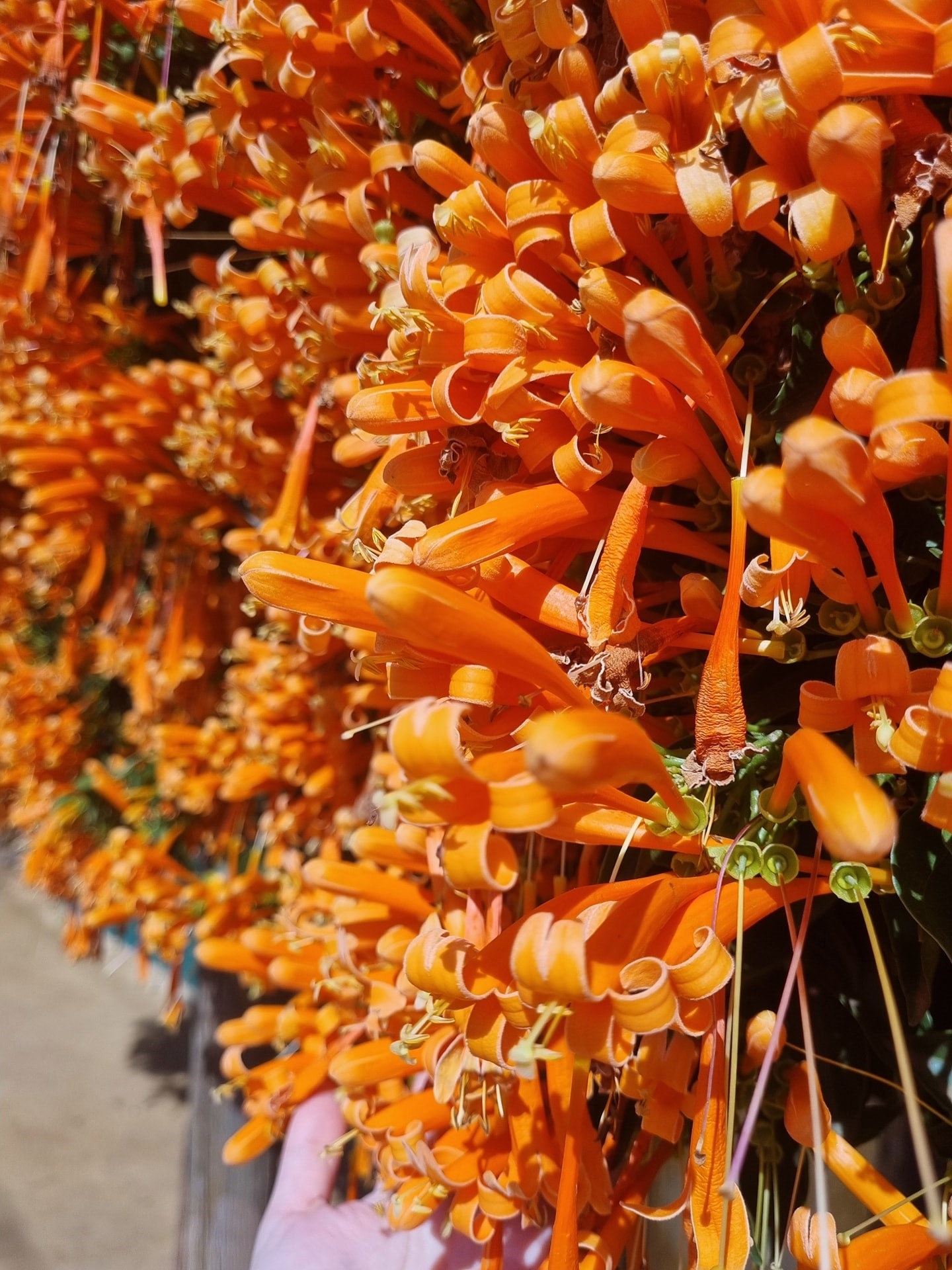 Đưa 2 gốc cây bị nhà giàu vứt bỏ về vườn nhà trồng, 15 năm sau được báo ân: Gia chủ tiết lộ cơ duyên lạ-9