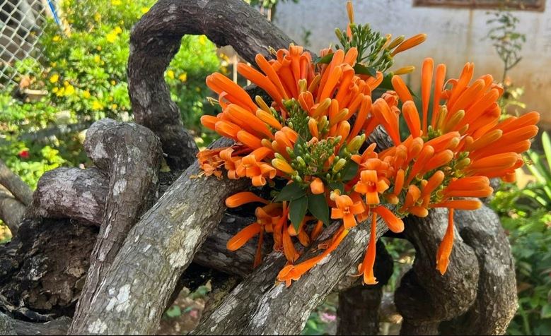 Đưa 2 gốc cây bị nhà giàu vứt bỏ về vườn nhà trồng, 15 năm sau được báo ân: Gia chủ tiết lộ cơ duyên lạ-7