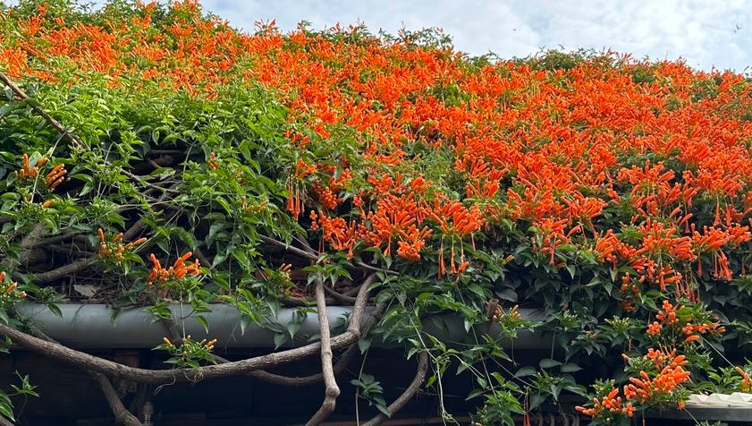 Đưa 2 gốc cây bị nhà giàu vứt bỏ về vườn nhà trồng, 15 năm sau được báo ân: Gia chủ tiết lộ cơ duyên lạ-3