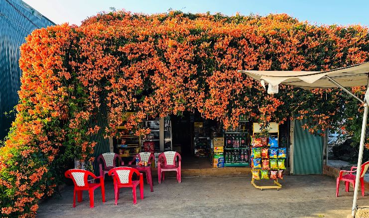 Đưa 2 gốc cây bị nhà giàu vứt bỏ về vườn nhà trồng, 15 năm sau được báo ân: Gia chủ tiết lộ cơ duyên lạ-1