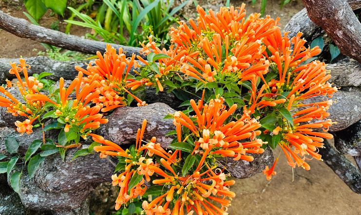 Đưa 2 gốc cây bị nhà giàu vứt bỏ về vườn nhà trồng, 15 năm sau được báo ân: Gia chủ tiết lộ cơ duyên lạ-6