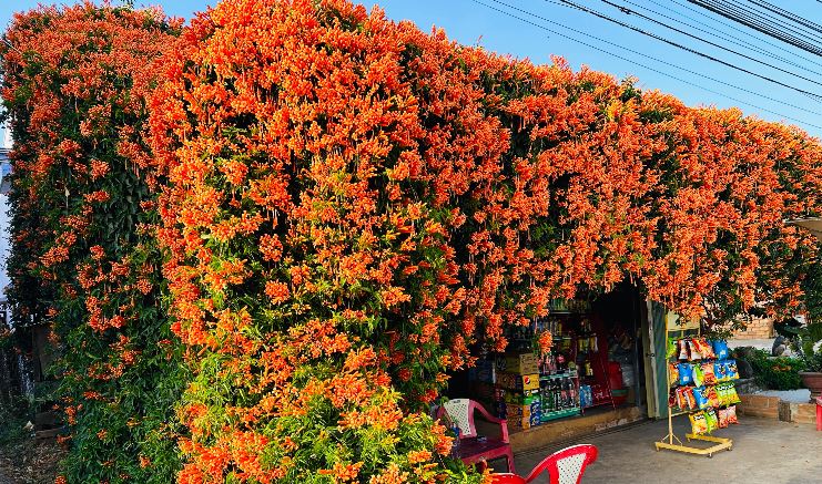 Đưa 2 gốc cây bị nhà giàu vứt bỏ về vườn nhà trồng, 15 năm sau được báo ân: Gia chủ tiết lộ cơ duyên lạ-2