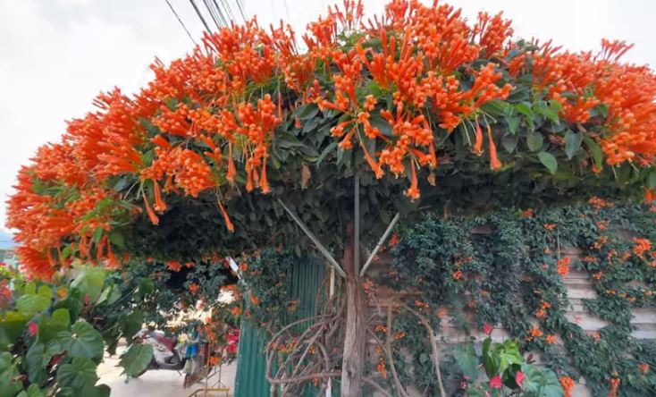 Đưa 2 gốc cây bị nhà giàu vứt bỏ về vườn nhà trồng, 15 năm sau được báo ân: Gia chủ tiết lộ cơ duyên lạ-4