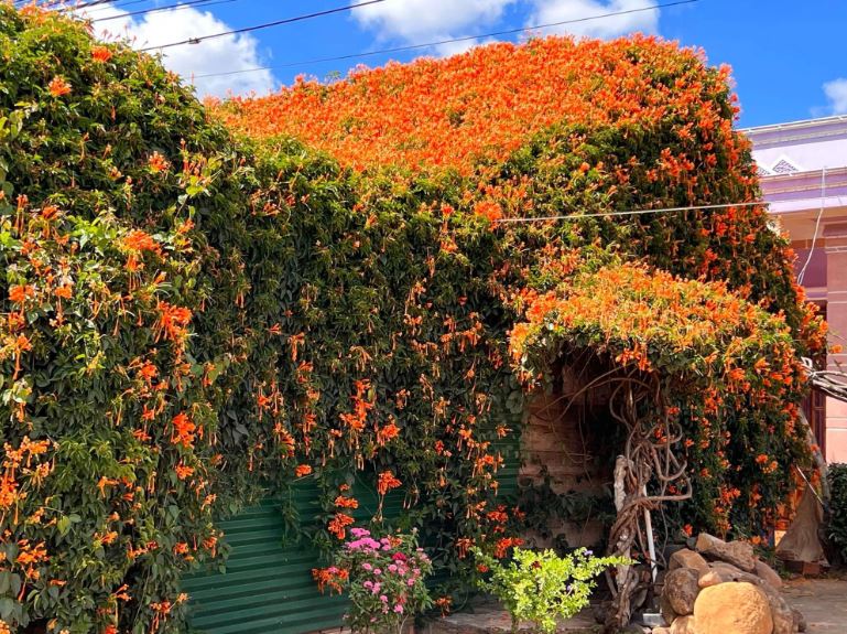 Đưa 2 gốc cây bị nhà giàu vứt bỏ về vườn nhà trồng, 15 năm sau được báo ân: Gia chủ tiết lộ cơ duyên lạ-5