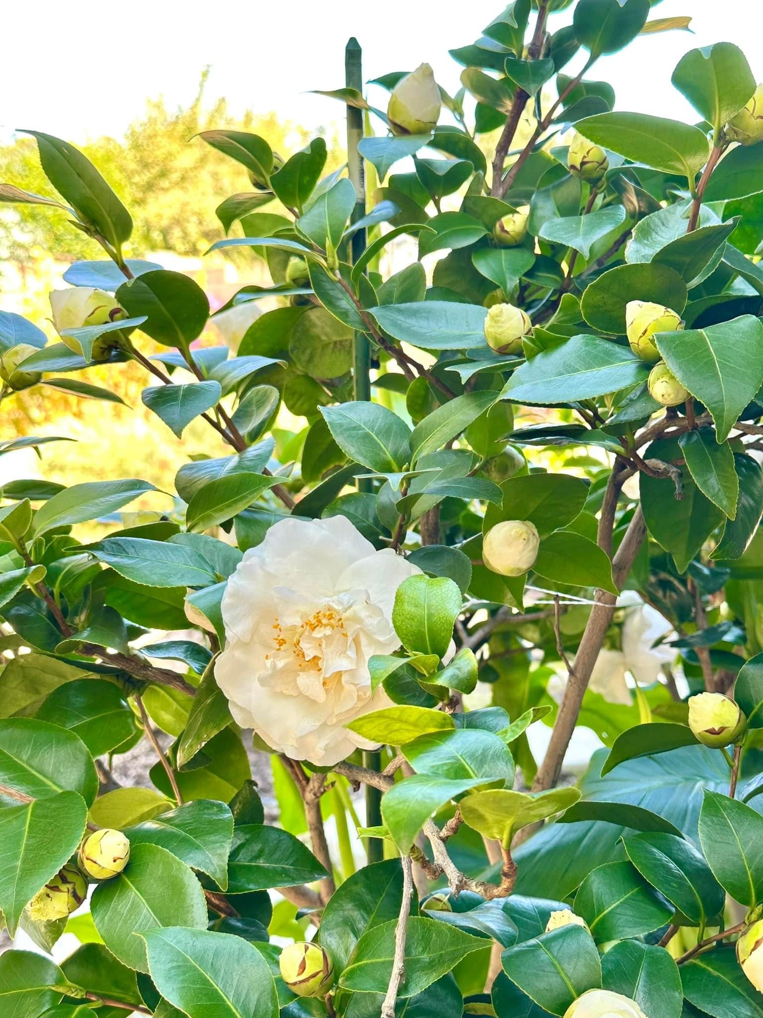 Biệt thự ở Mỹ như resort 5 sao của phú bà Hồng Đào phim Mai-2