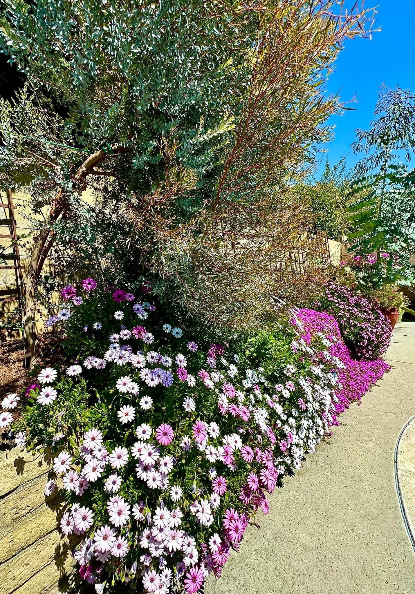 Biệt thự ở Mỹ như resort 5 sao của phú bà Hồng Đào phim Mai-3