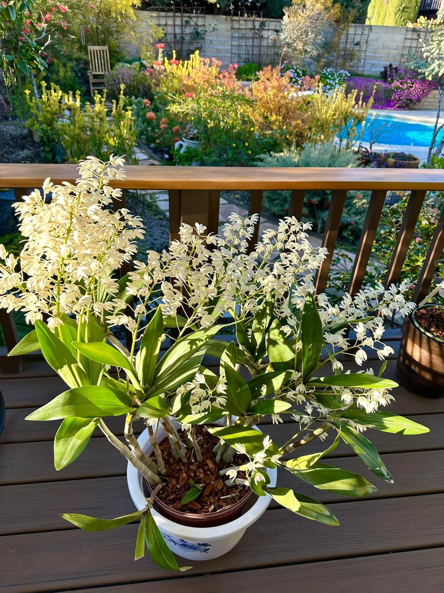 Biệt thự ở Mỹ như resort 5 sao của phú bà Hồng Đào phim Mai-5