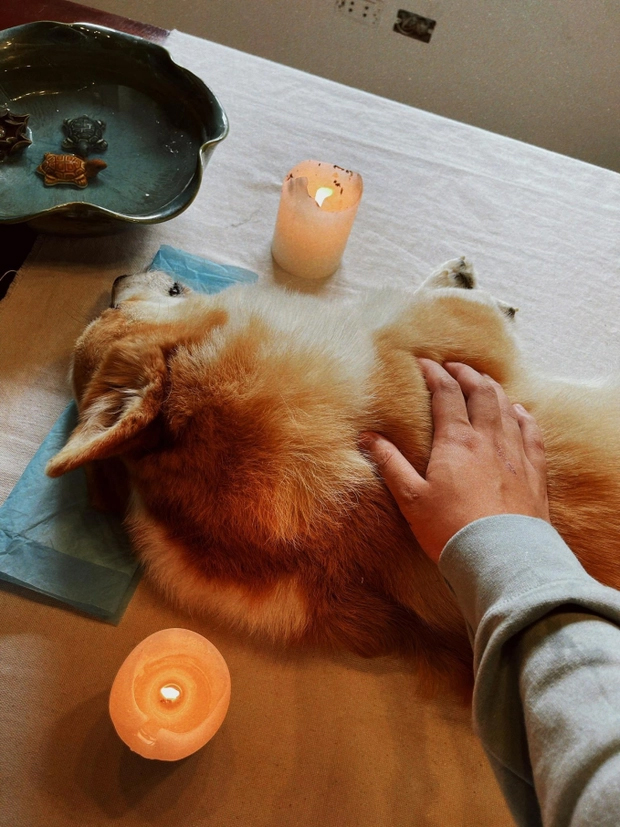 Dịch vụ an nghỉ cho thú cưng: Người trong nghề bần thần trước nhiều hình ảnh đau đớn, đứng trước mặt khách nhớ 1 điều tối kỵ!-4