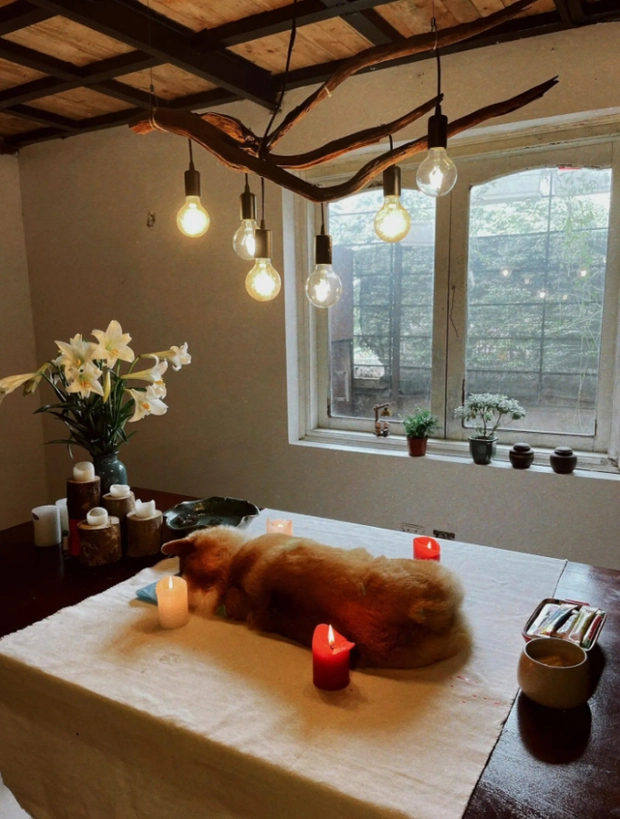 Dịch vụ an nghỉ cho thú cưng: Người trong nghề bần thần trước nhiều hình ảnh đau đớn, đứng trước mặt khách nhớ 1 điều tối kỵ!-3