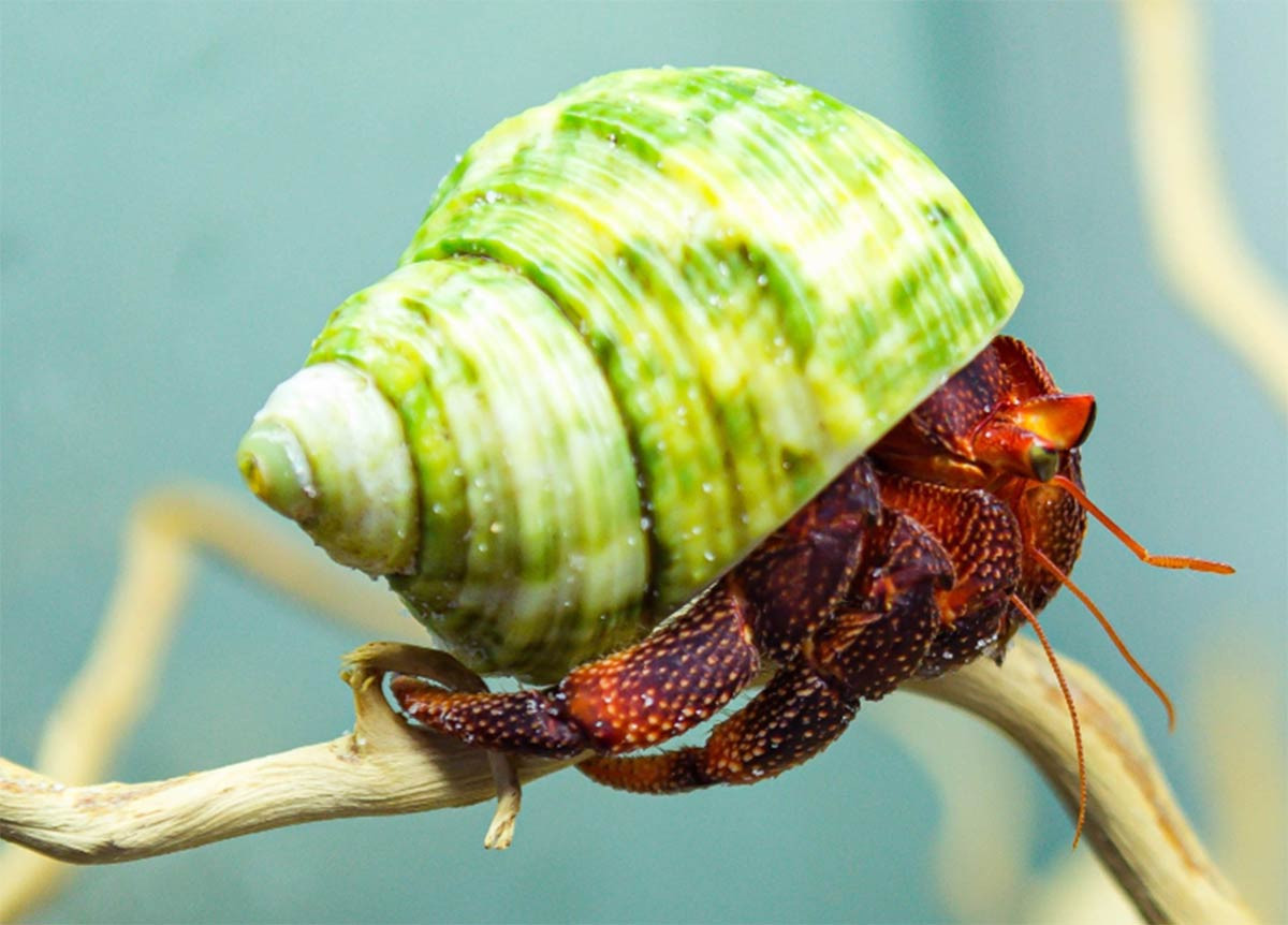 Kỳ lạ loại ốc không ăn được giá tới cả triệu đồng một con-1