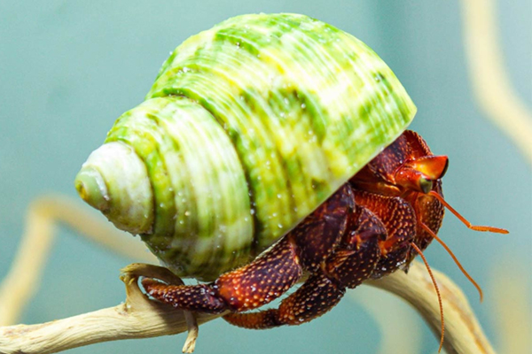 Kỳ lạ loại ốc không ăn được giá tới cả triệu đồng một con