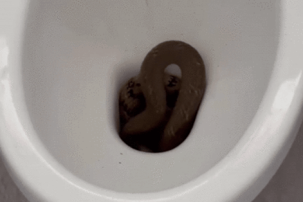 Clip: Bị rắn rơi trúng, người đàn ông sợ hãi bật dậy khỏi giường-1