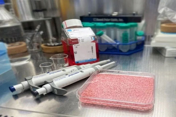 Cấy tế bào thịt bò trên hạt gạo để tạo gạo lai-1