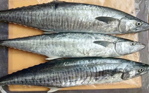 1 loại cá vừa giúp hạ đường huyết, vừa giàu chất sắt, bổ máu hơn thịt bò: Rất sẵn ở Việt Nam-2