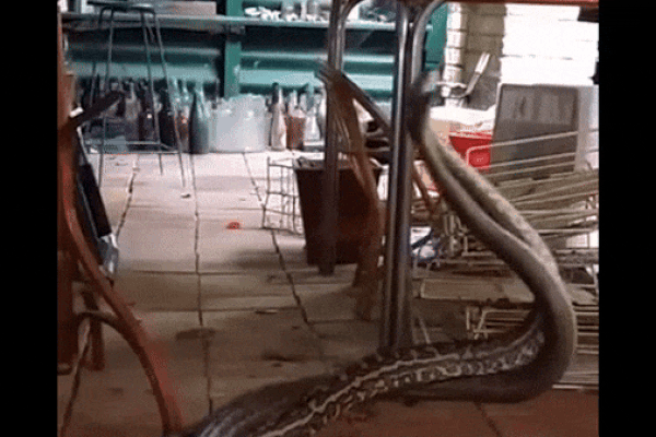 Vừa bước vào bếp, người đàn ông chứng kiến cảnh tượng nổi da gà