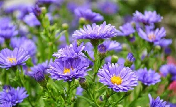 Nói được làm được: 3 con giáp được trời xanh ưu ái, kiếm bộn tiền trong năm 2024-3