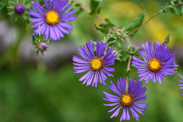 Sau Rằm tháng Giêng, 4 con giáp đào hoa nở rộ, tình yêu rực rỡ, cảm xúc như tắm trong gió xuân-5