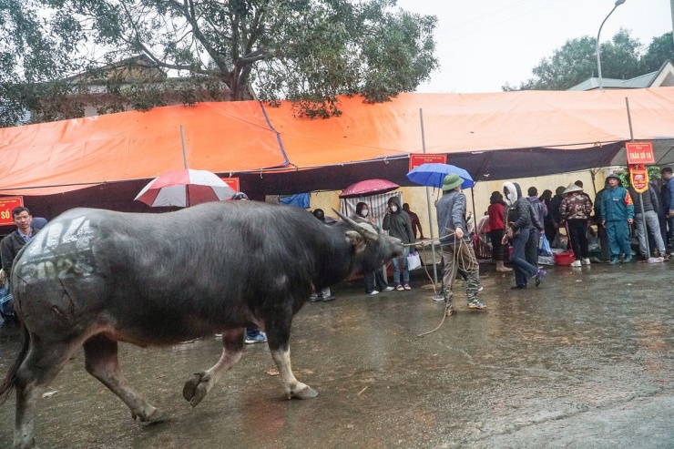 Nhiều người ùn ùn đi mua thịt trâu chọi giá tiền triệu ăn lấy may-7