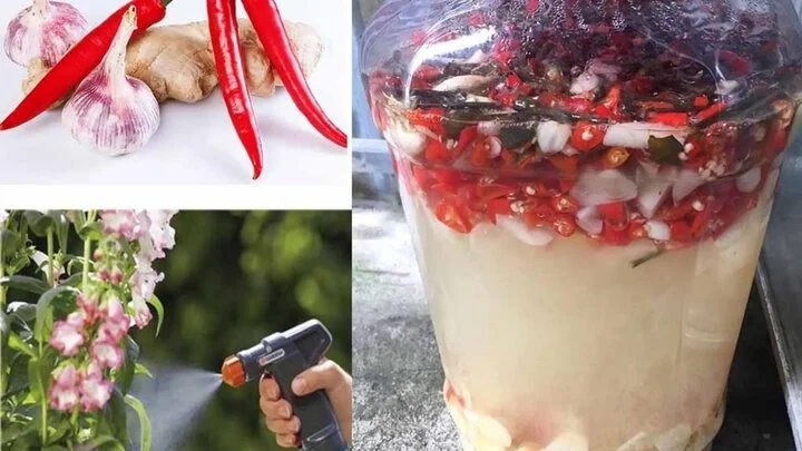 Mẹo tự nhiên giúp phòng ngừa sâu bệnh cho cây trồng-1