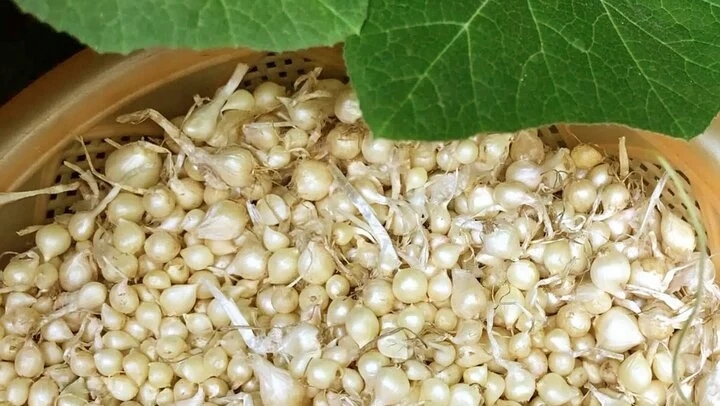 Mẹo tự nhiên giúp phòng ngừa sâu bệnh cho cây trồng-2