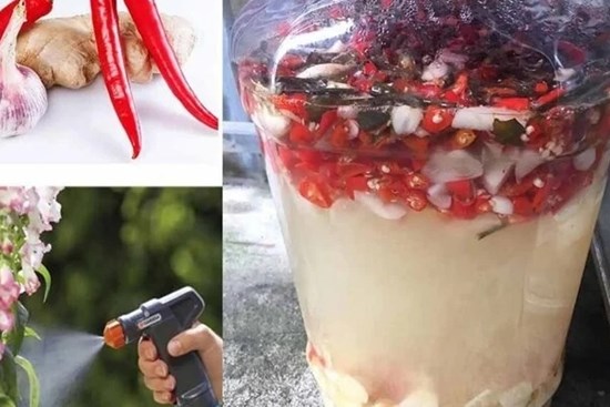 Mẹo tự nhiên giúp phòng ngừa sâu bệnh cho cây trồng