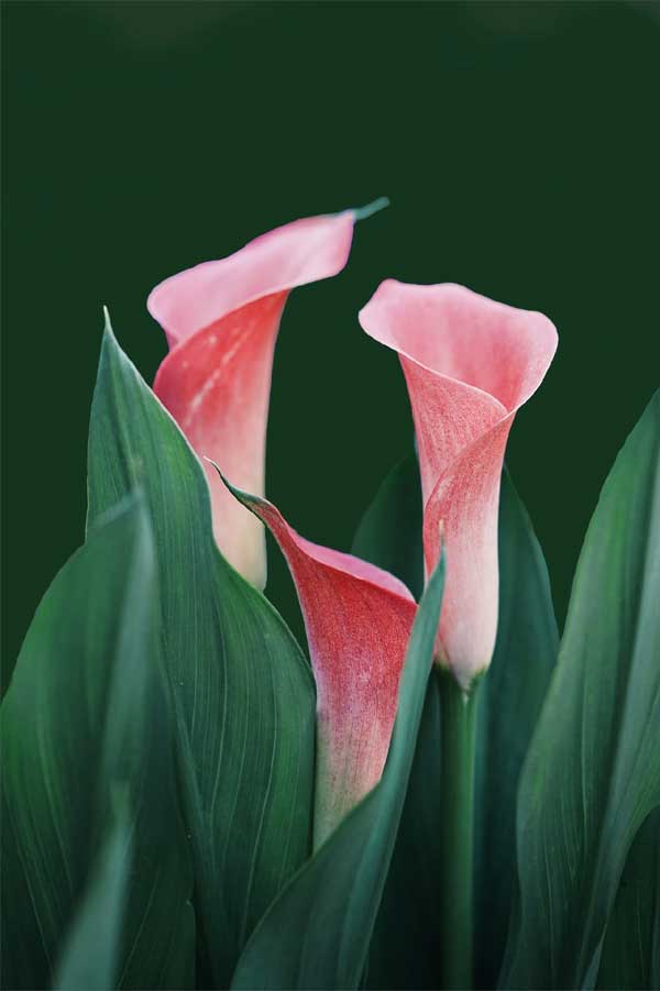 Sau Rằm tháng Giêng, 4 con giáp đào hoa nở rộ, tình yêu rực rỡ, cảm xúc như tắm trong gió xuân-2