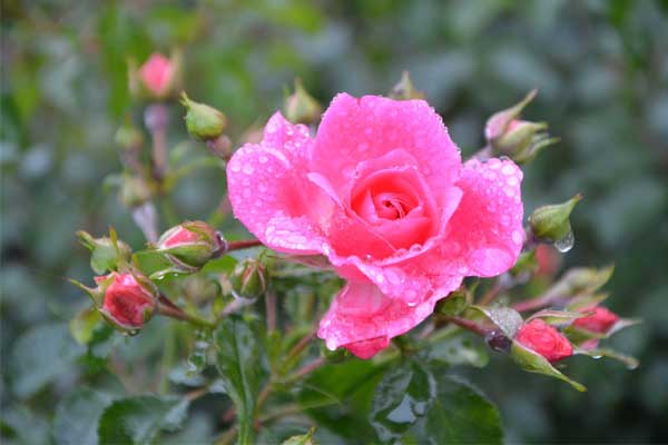 Sau Rằm tháng Giêng, 4 con giáp đào hoa nở rộ, tình yêu rực rỡ, cảm xúc như tắm trong gió xuân-4