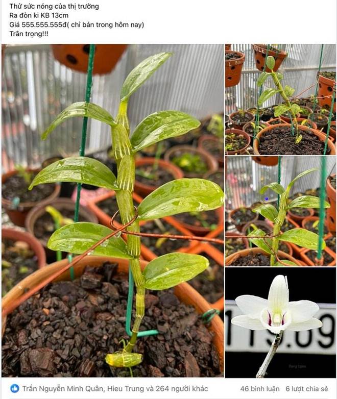 Lan đột biến nóng trở lại, giá hàng trăm triệu đồng: Dân buôn đang giăng bẫy?-1