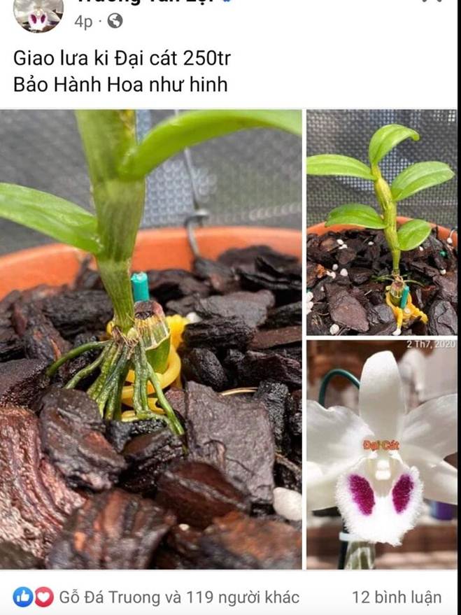 Lan đột biến nóng trở lại, giá hàng trăm triệu đồng: Dân buôn đang giăng bẫy?-2