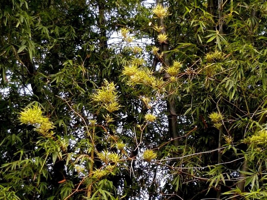 5 cây cảnh nở hoa là điềm xấu, báo hiệu tài lộc trong nhà thất thoát, thấy hoa là cắt ngay-1