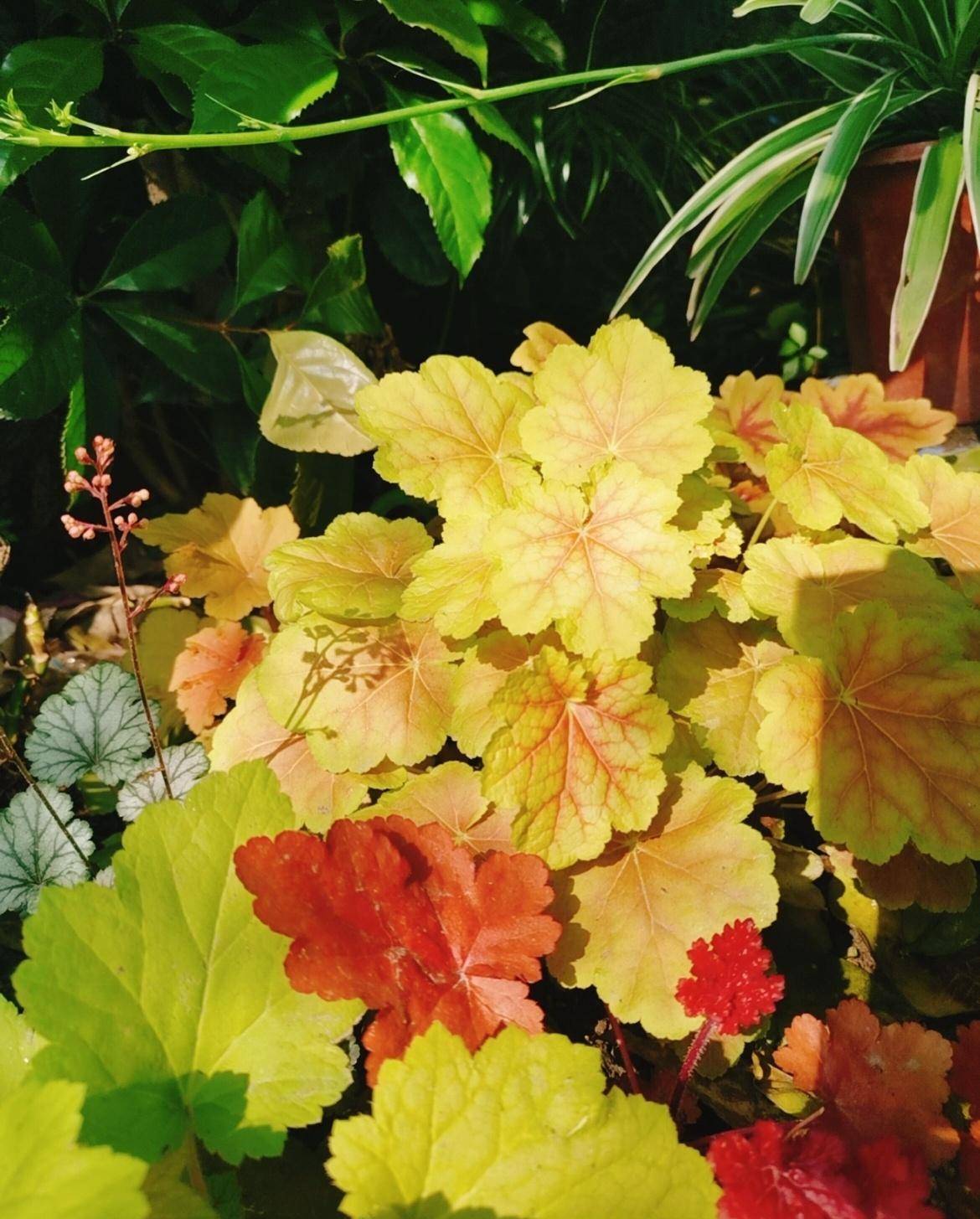 5 cây cảnh nở hoa là điềm xấu, báo hiệu tài lộc trong nhà thất thoát, thấy hoa là cắt ngay-3