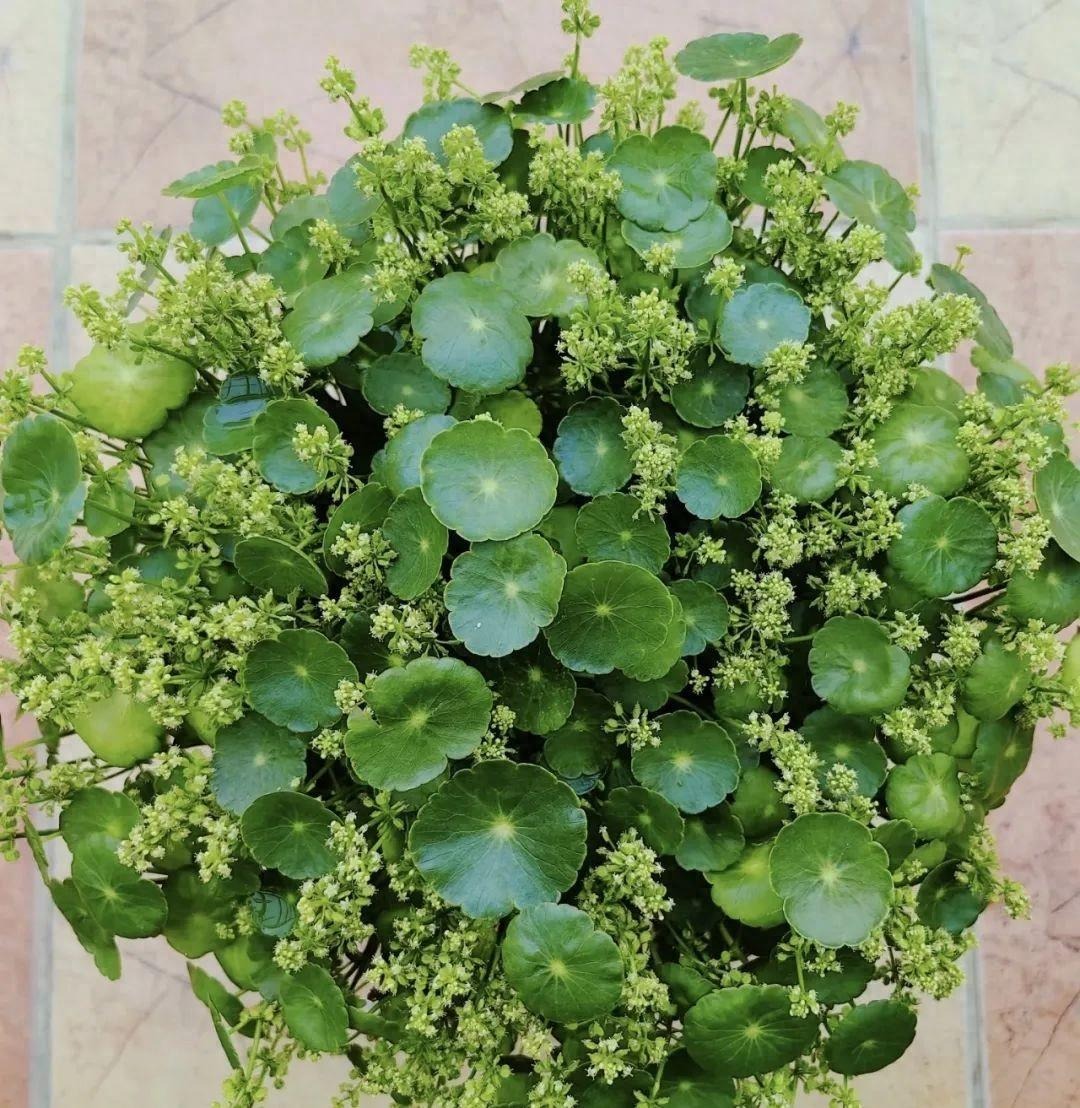 5 cây cảnh nở hoa là điềm xấu, báo hiệu tài lộc trong nhà thất thoát, thấy hoa là cắt ngay-4