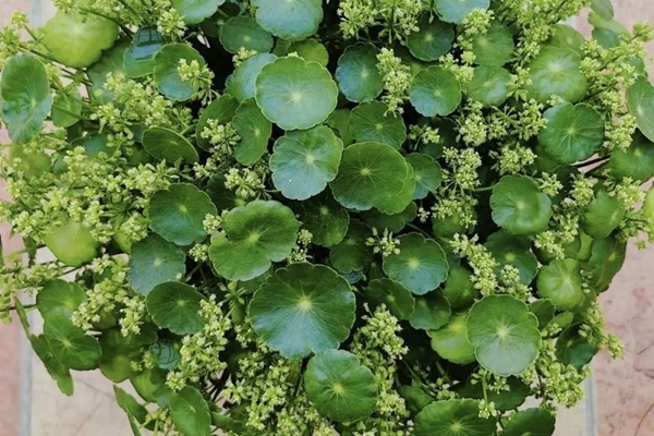 Người xưa nói: Ngũ phúc đến nhà, gia đình phú quý, không tai họa-5