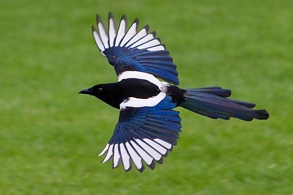 Người thông minh nuôi 3 cây cảnh may mắn, phát tài, gia đình ngày càng thịnh vượng-8