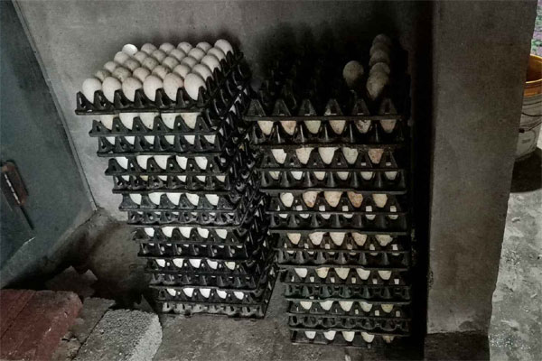 Trứng vịt giảm giá mạnh, chủ lò ấp chấp nhận bán cắt lỗ” vì sợ hàng tồn-1