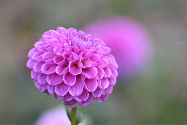 Tử vi ngày 28/2/2024: Tuổi Tuất vận may dẫn lối, tuổi Tỵ lưu ý ứng xử-1