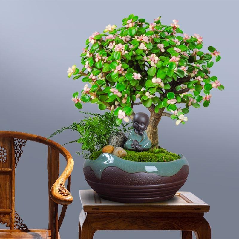 Người thông minh nuôi 3 cây cảnh may mắn, phát tài, gia đình ngày càng thịnh vượng-2