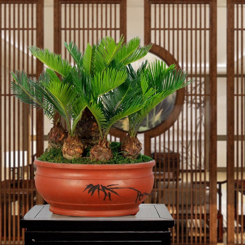 Người thông minh nuôi 3 cây cảnh may mắn, phát tài, gia đình ngày càng thịnh vượng-4