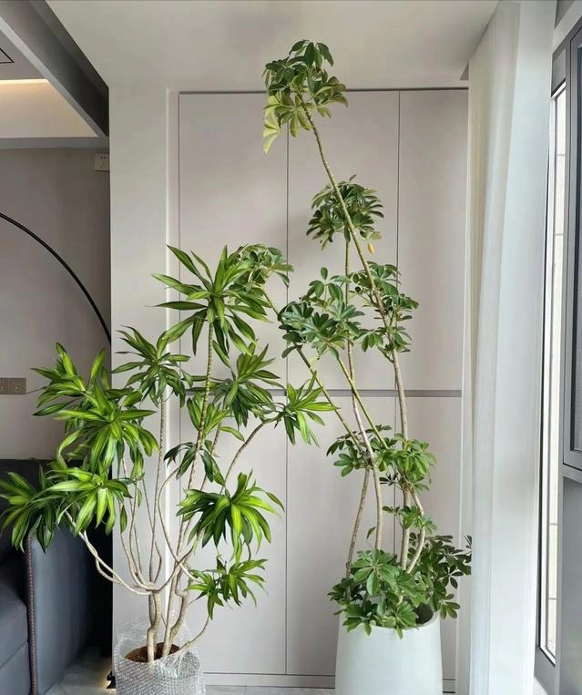 Người thông minh nuôi 3 cây cảnh may mắn, phát tài, gia đình ngày càng thịnh vượng-5