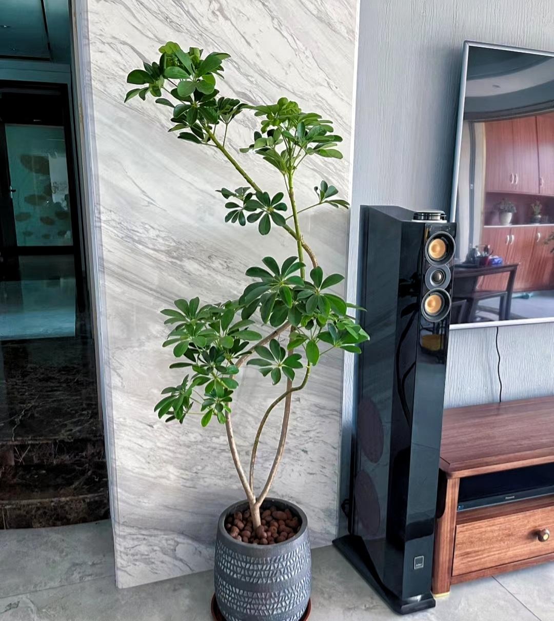 Người thông minh nuôi 3 cây cảnh may mắn, phát tài, gia đình ngày càng thịnh vượng-6