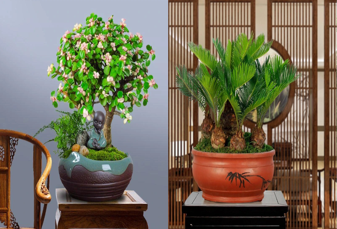 Người thông minh nuôi 3 cây cảnh may mắn, phát tài, gia đình ngày càng thịnh vượng-7