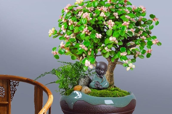 Vì sao không nên nhổ sạch cỏ dại trong chậu cây?-3